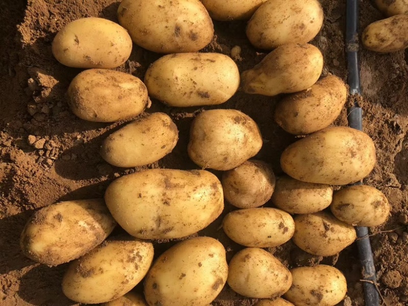 土豆大量出售