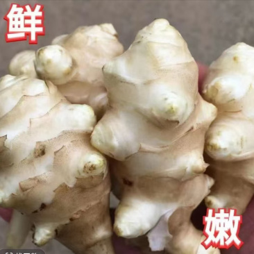 洋姜菊芋新鲜脆甜洋姜现挖现发产地直供一手货源