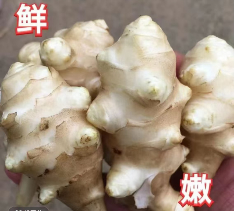 洋姜菊芋新鲜脆甜洋姜现挖现发产地直供一手货源
