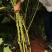 洋姜菊芋新鲜脆甜洋姜现挖现发产地直供一手货源