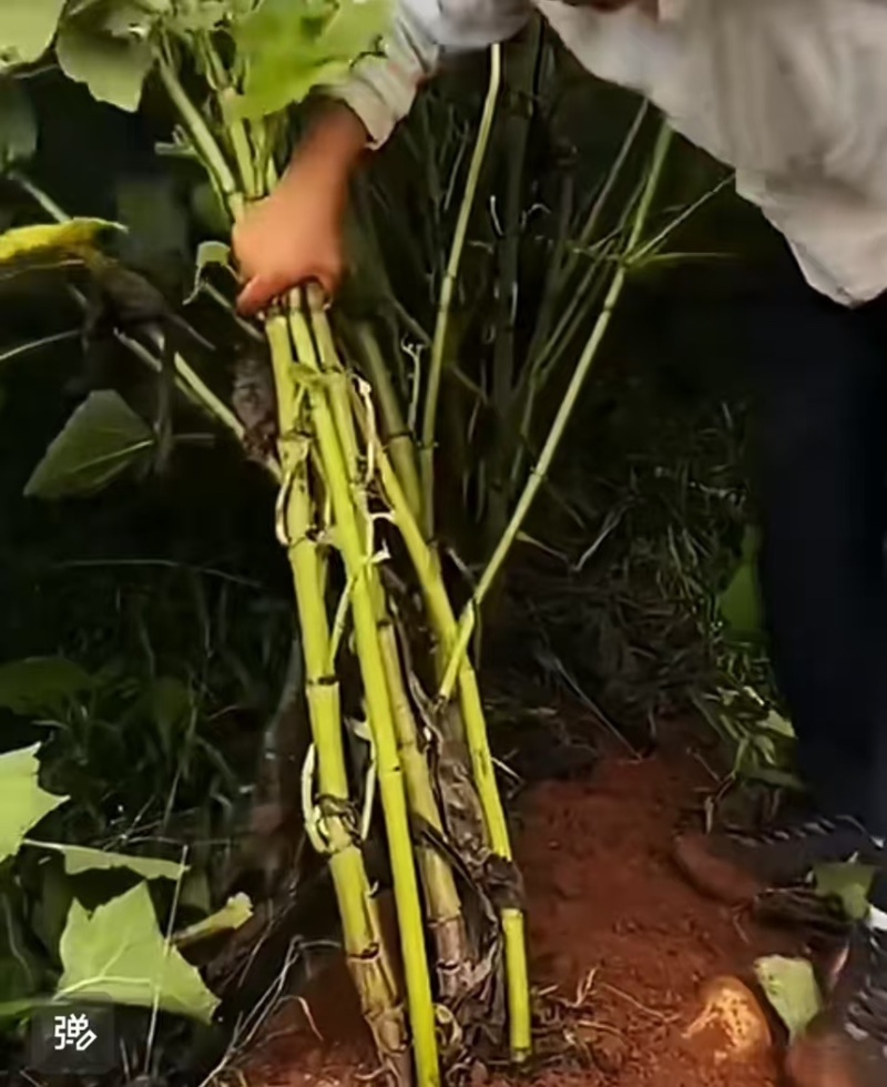 洋姜菊芋新鲜脆甜洋姜现挖现发产地直供一手货源