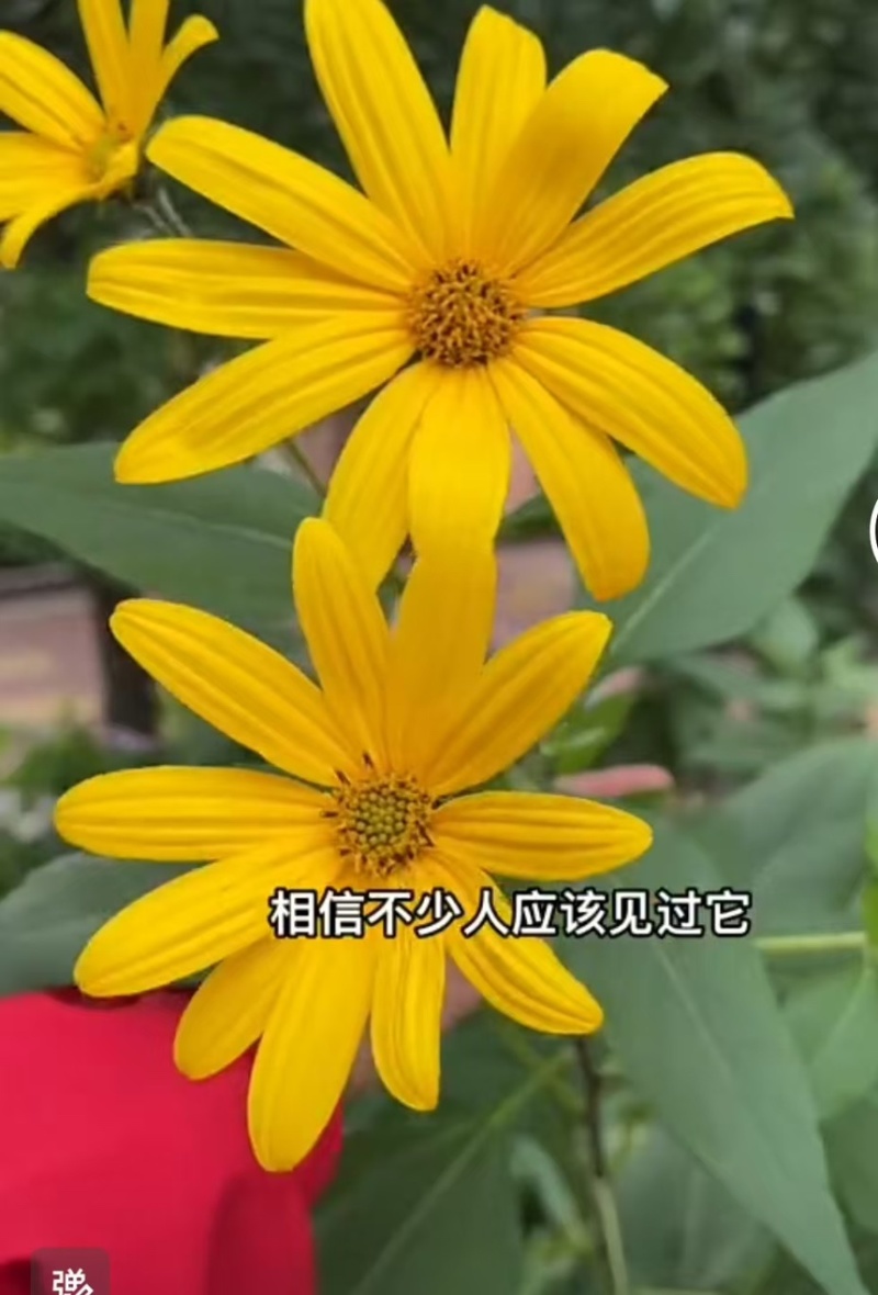 洋姜菊芋新鲜脆甜洋姜现挖现发产地直供一手货源