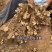 洋姜菊芋新鲜脆甜洋姜现挖现发产地直供一手货源