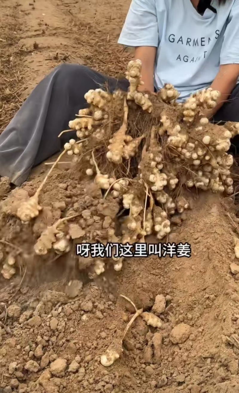 洋姜菊芋新鲜脆甜洋姜现挖现发产地直供一手货源