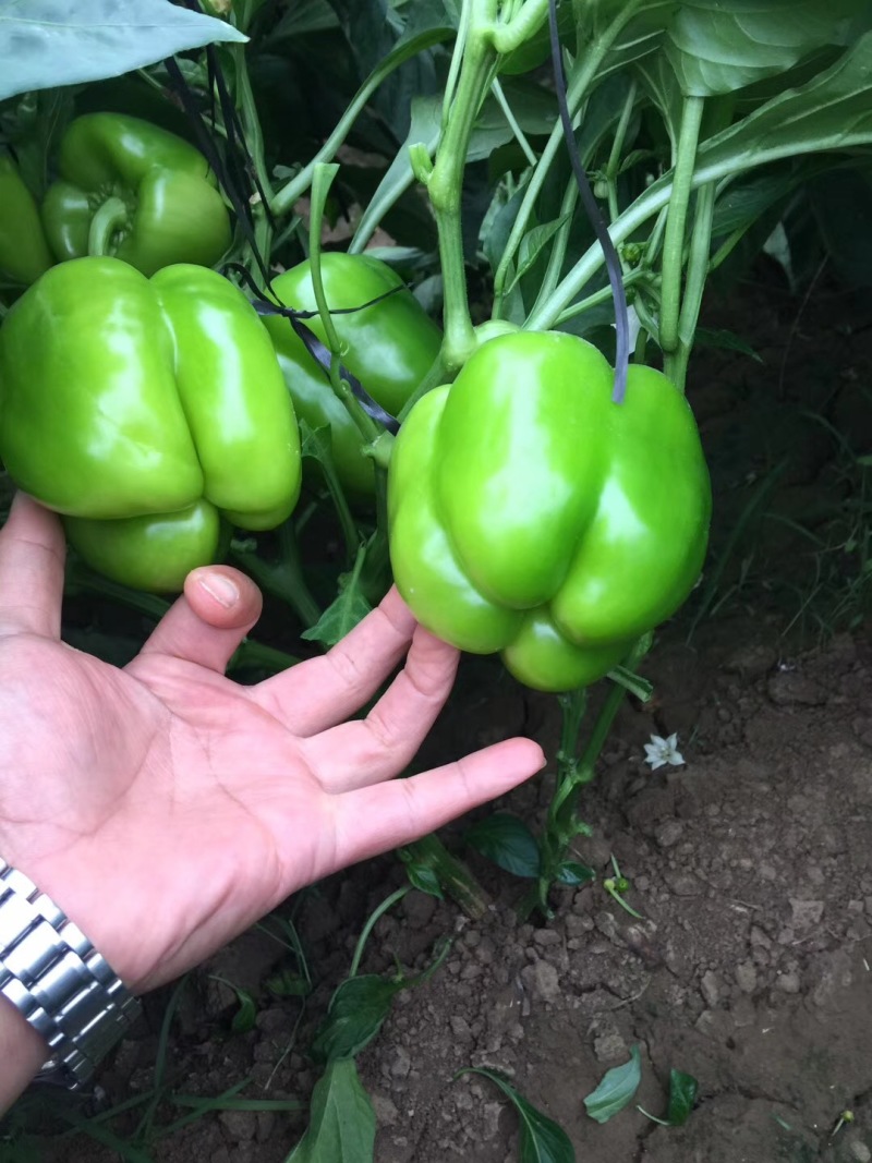 精品菜椒，青甜椒太空椒大量上市，蔬菜种植基地全国发货