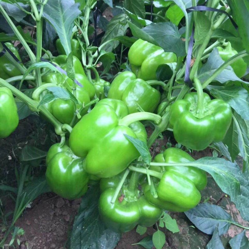 精品菜椒，青甜椒太空椒大量上市，蔬菜种植基地全国发货