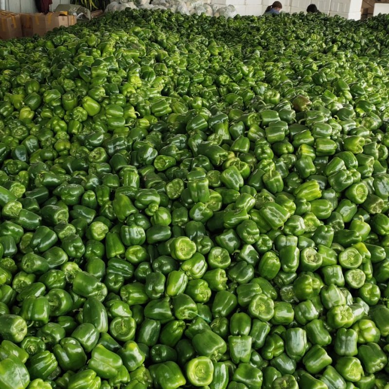 精品菜椒，青甜椒太空椒大量上市，蔬菜种植基地全国发货