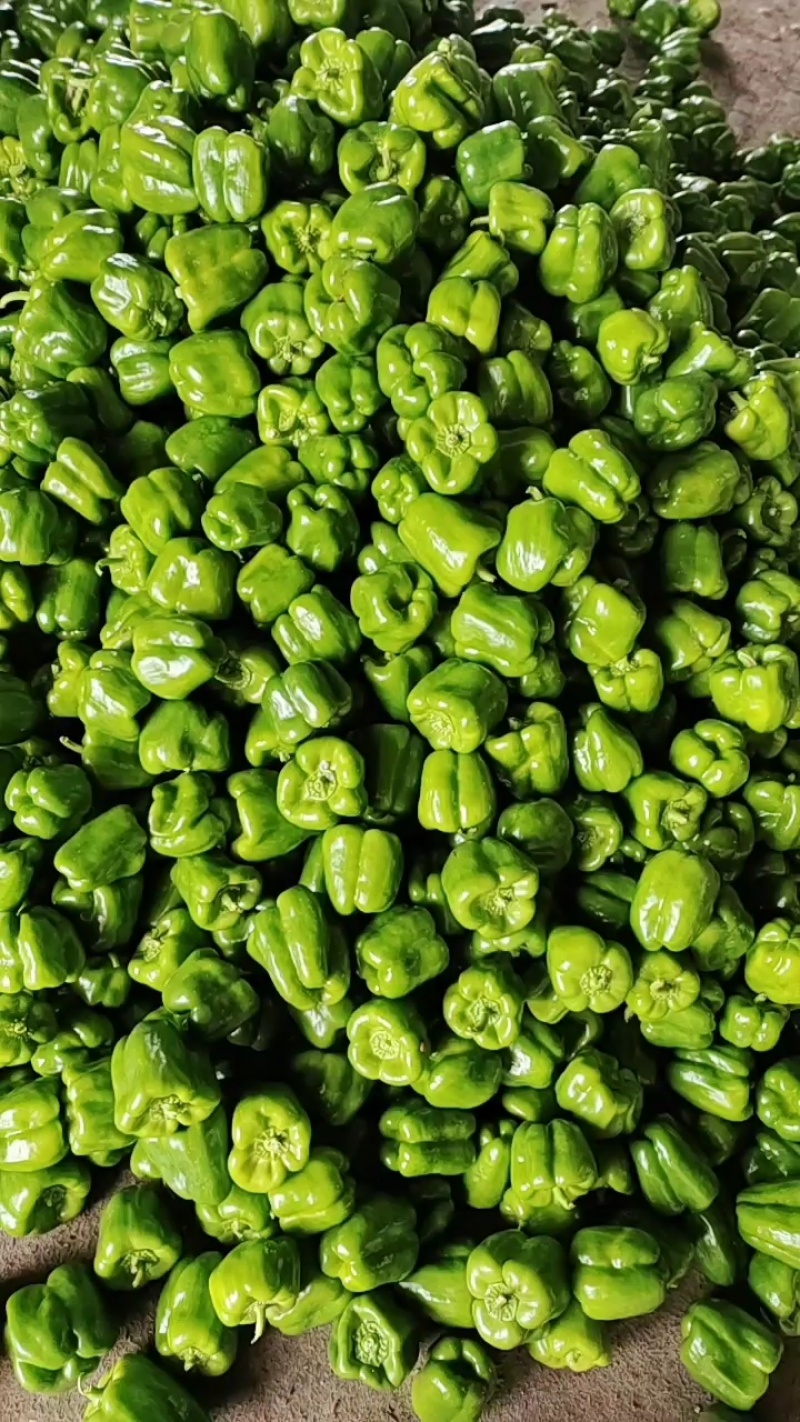 精品菜椒，青甜椒太空椒大量上市，蔬菜种植基地全国发货