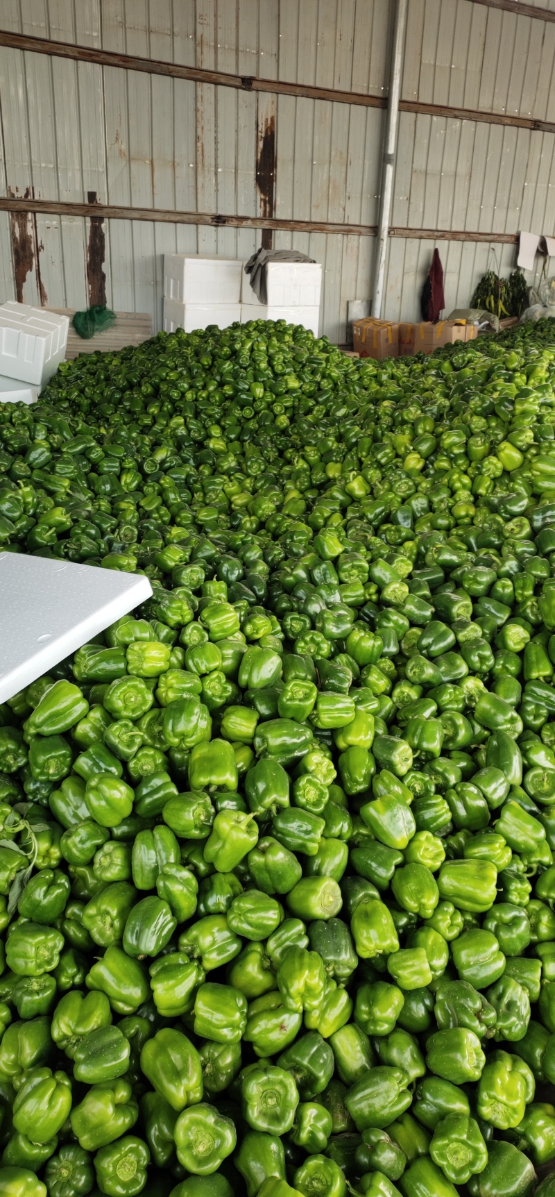 精品菜椒，青甜椒太空椒大量上市，蔬菜种植基地全国发货