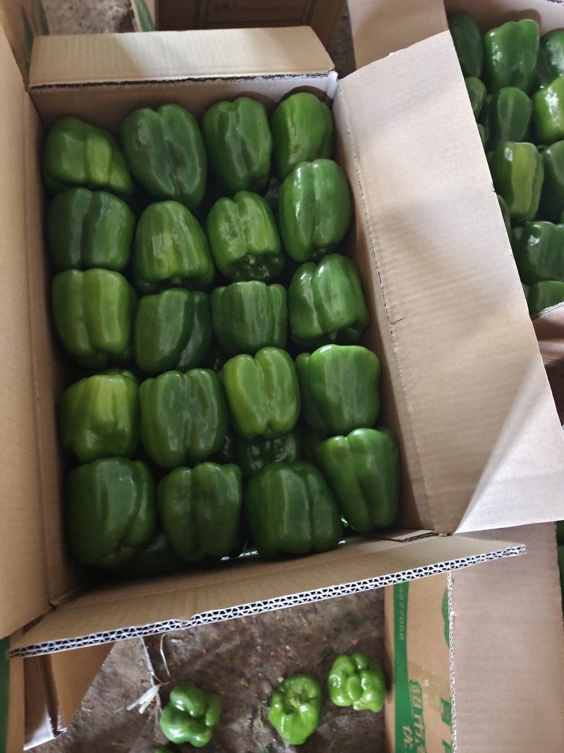 精品菜椒，青甜椒太空椒大量上市，蔬菜种植基地全国发货