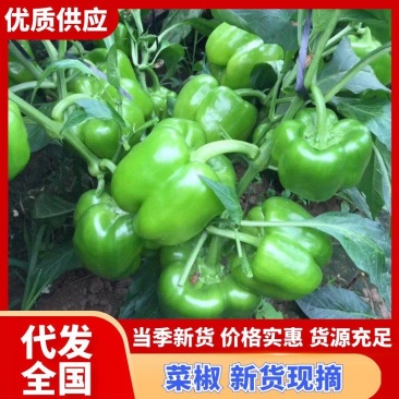 精品菜椒，青甜椒太空椒大量上市，蔬菜种植基地全国发货