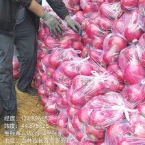 精品大红皮萝卜