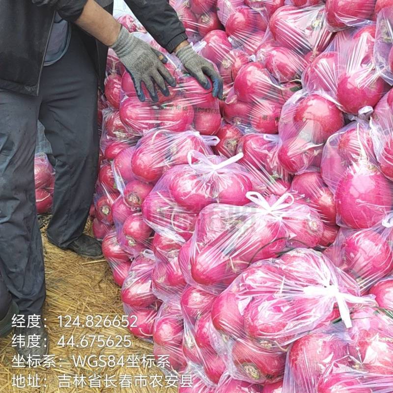 精品大红皮萝卜