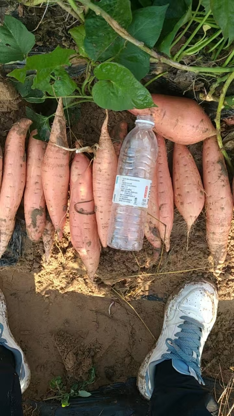 烟薯25沙地蜜薯沙地要求25商品电商