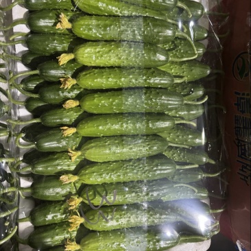 东北旱黄瓜