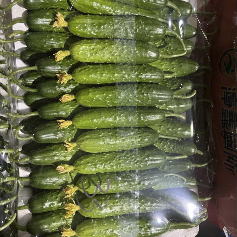 东北旱黄瓜