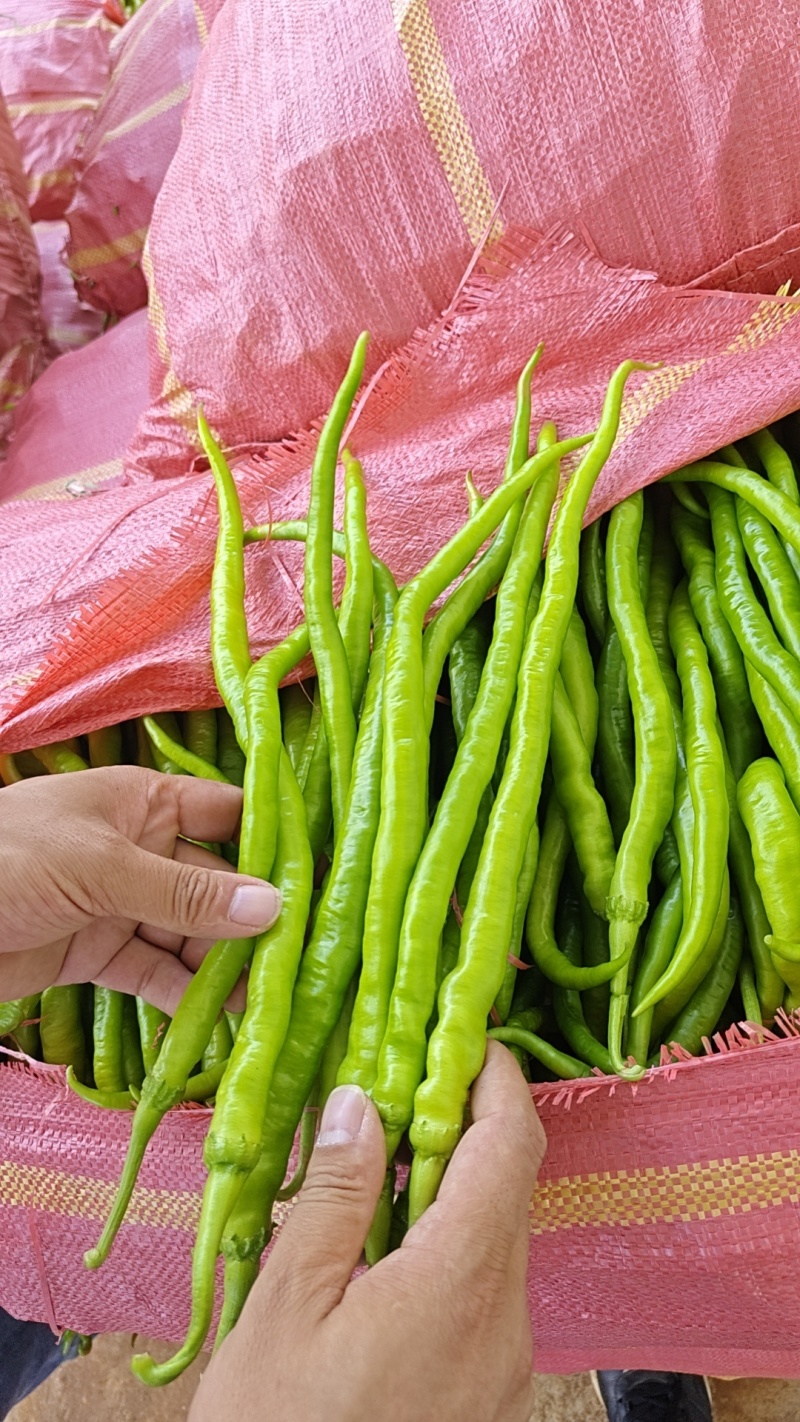 鲜辣椒
