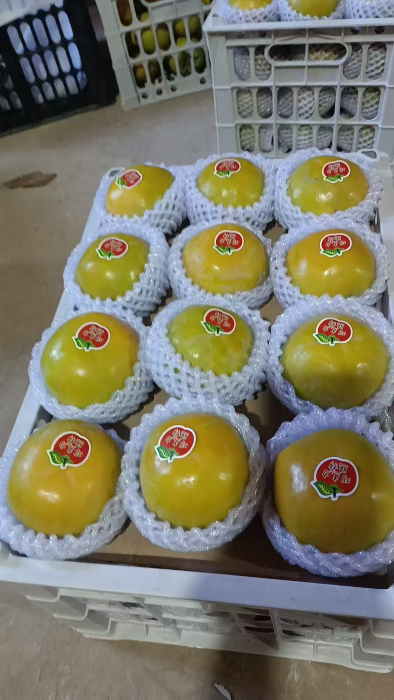 《巧克力脆柿子》陕西柿子/产地货源/价格便宜/全国发货