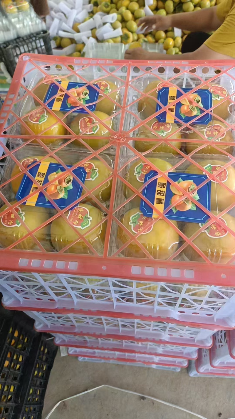《巧克力脆柿子》陕西柿子/产地货源/价格便宜/全国发货