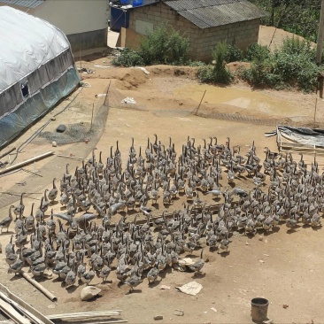 自有基地鹅现捡现发量大优惠
