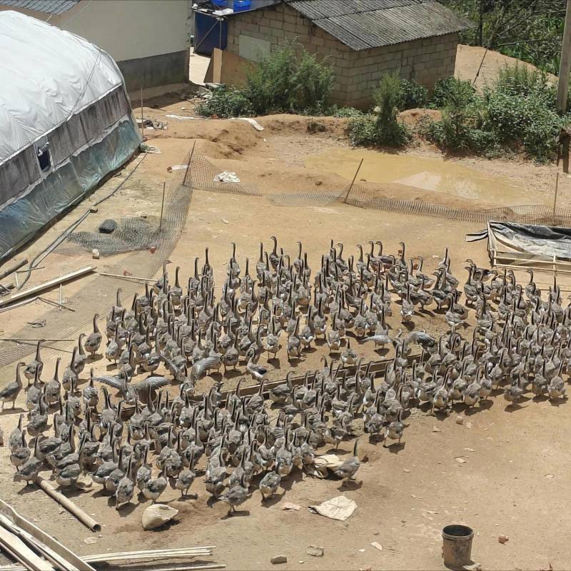 自有基地鹅现捡现发量大优惠