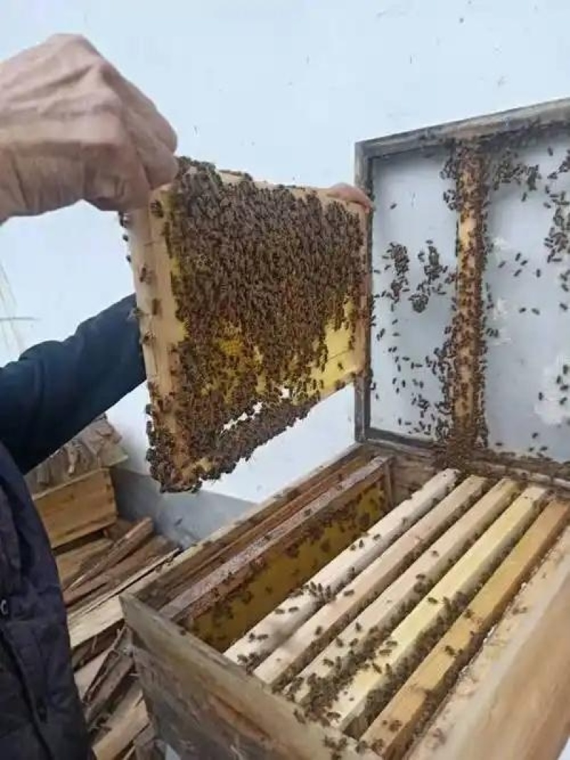 放养天然蜂蜜