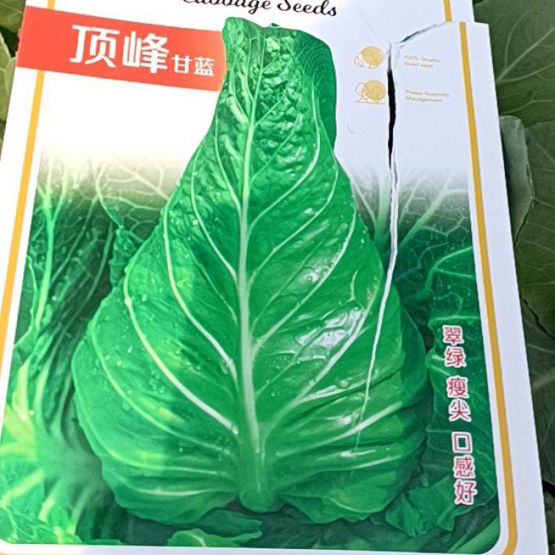 云南、贵州，广西，全国牛心甘蓝苗批发