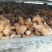 四川多花黄精