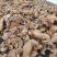 四川多花黄精