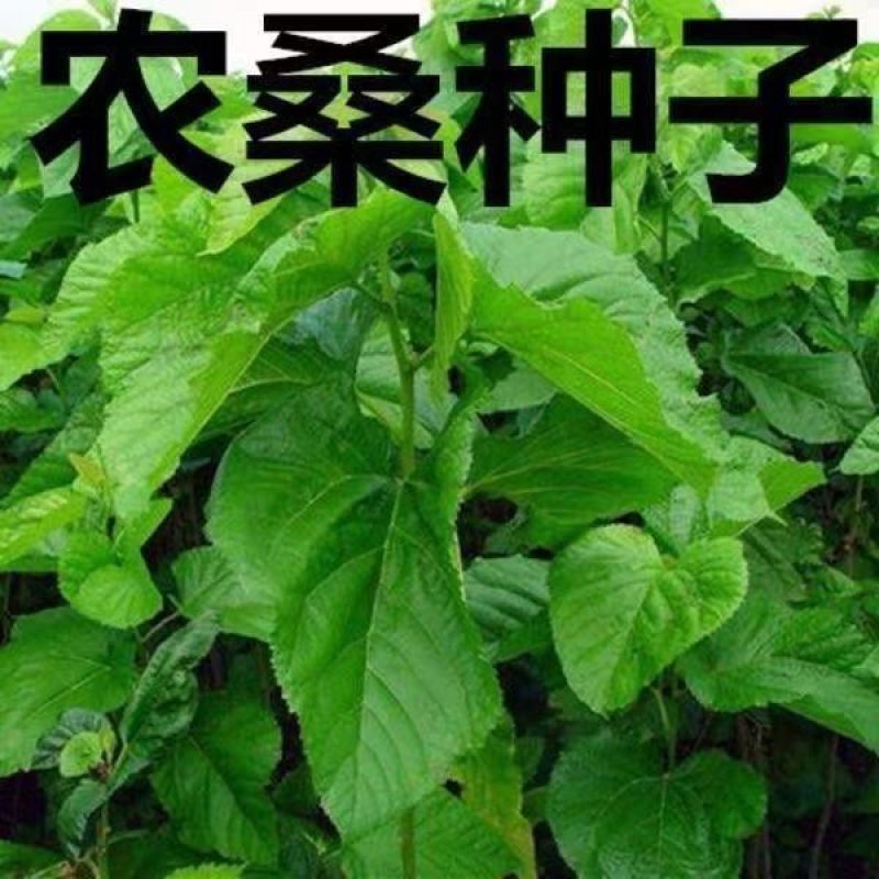 桑树种子大叶养蚕桑嫁接实生桑苗种子桑葚籽桑苗桑叶种子简单