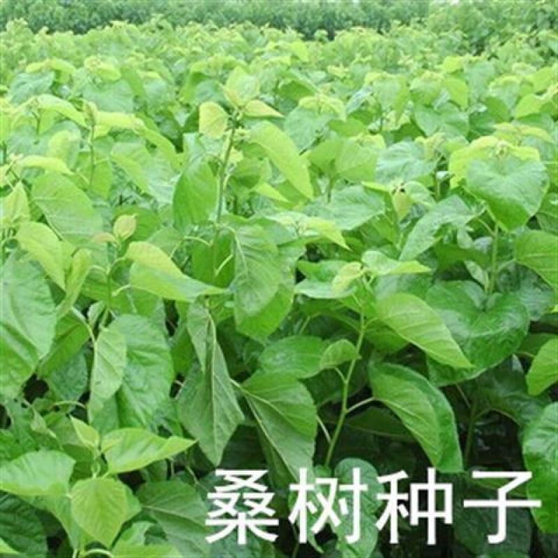 桑树种子大叶养蚕桑嫁接实生桑苗种子桑葚籽桑苗桑叶种子简单