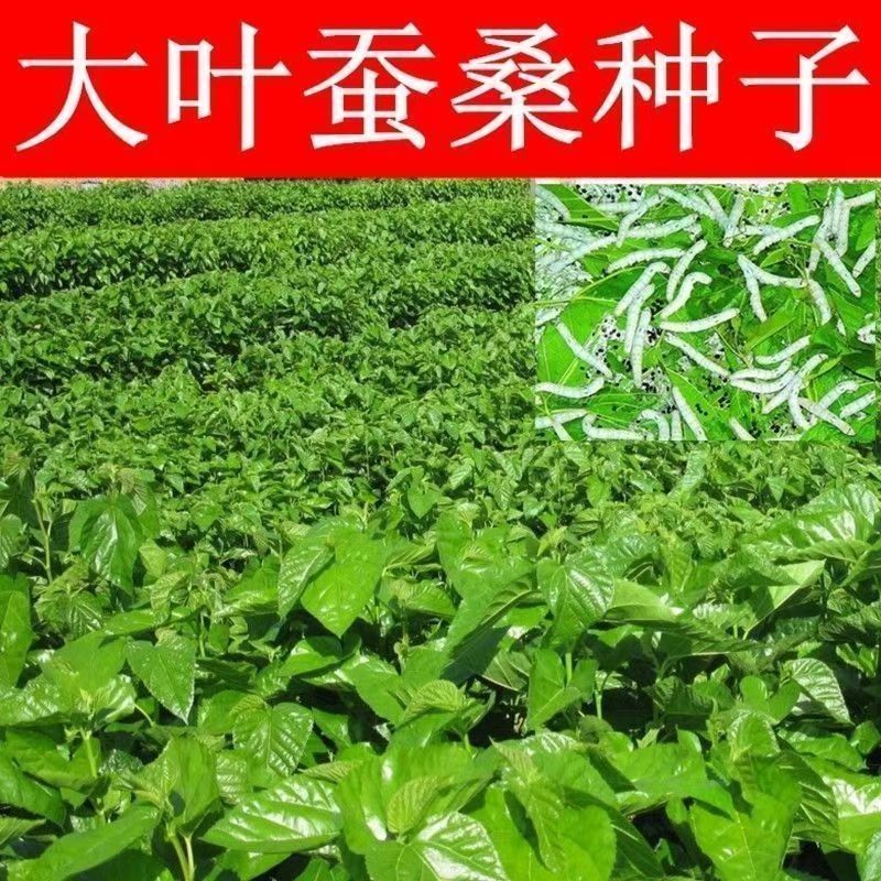 桑树种子大叶养蚕桑嫁接实生桑苗种子桑葚籽桑苗桑叶种子简单