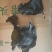 免洗烘干海带头
