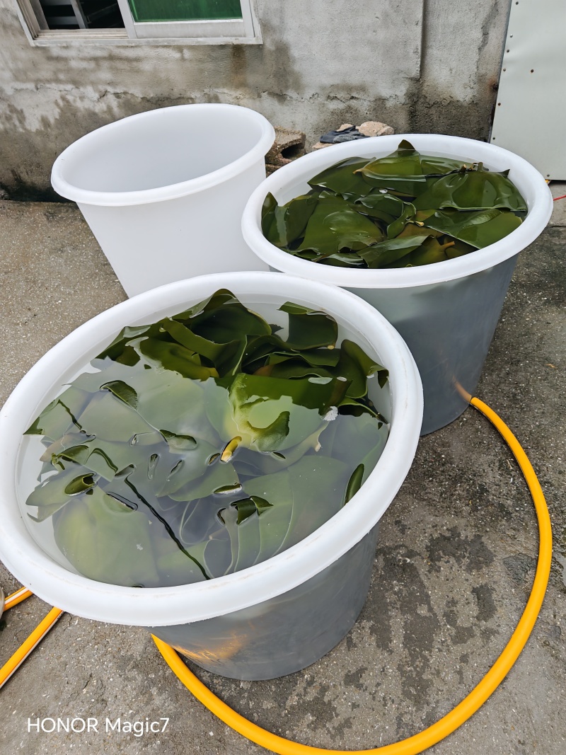 免洗烘干海带头