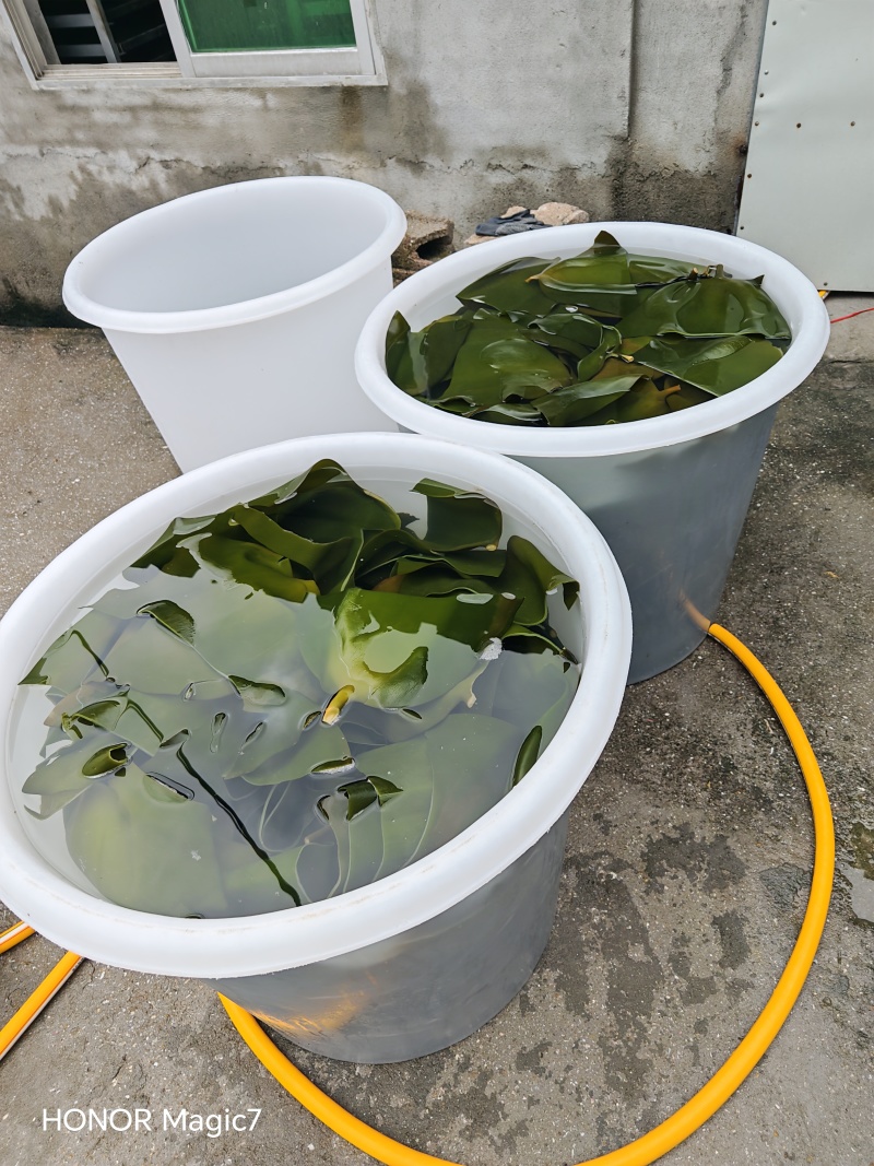 免洗烘干海带头