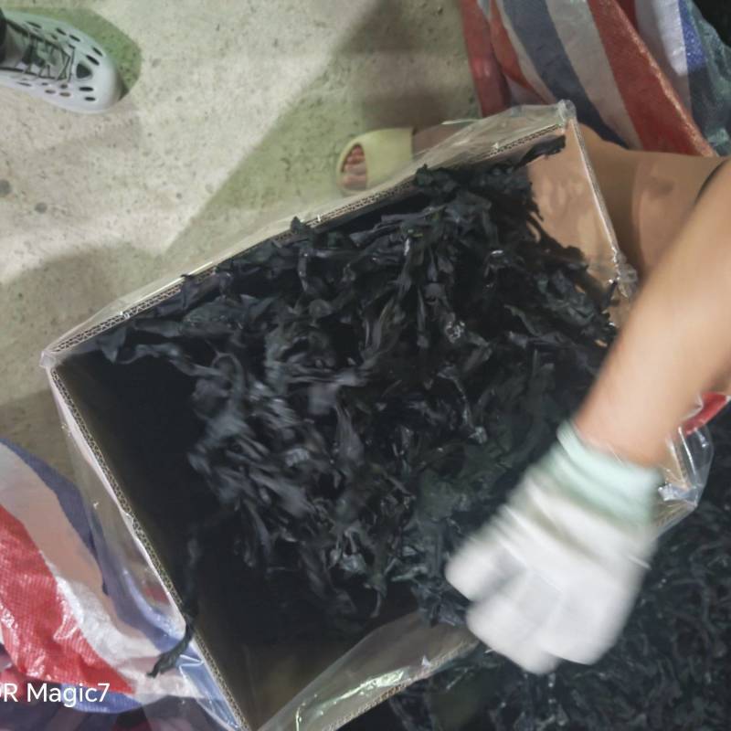 免洗烘干海带结