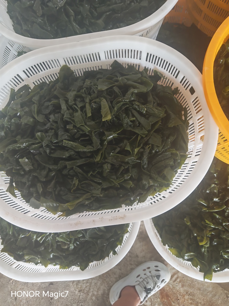 免洗烘干海带结