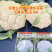 白玉108越冬180松花菜主流品种欢迎新老朋友进店选购