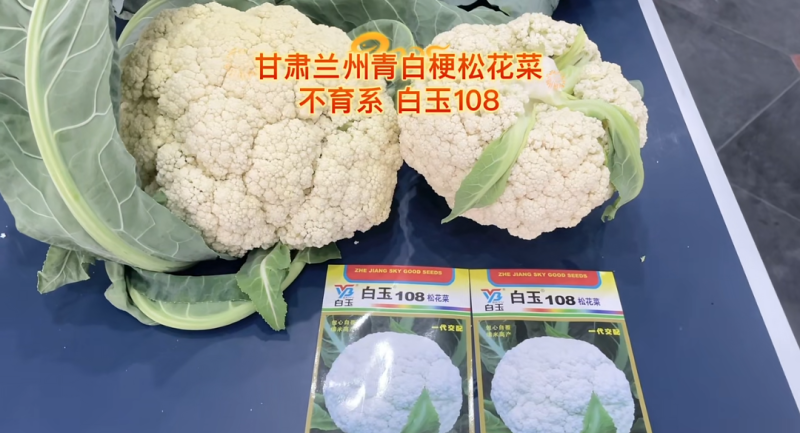 白玉108越冬180松花菜主流品种欢迎新老朋友进店选购