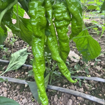 内黄县大棚蔬菜节后尖椒.圆椒.线椒.螺丝椒.等各种辣椒