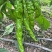内黄县大棚蔬菜节后尖椒.圆椒.线椒.螺丝椒.等各种辣椒