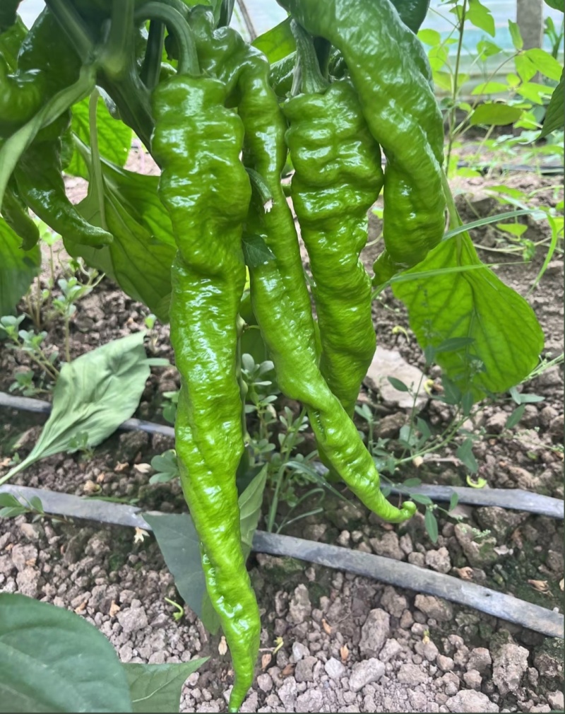 内黄县大棚蔬菜节后尖椒.圆椒.线椒.螺丝椒.等各种辣椒