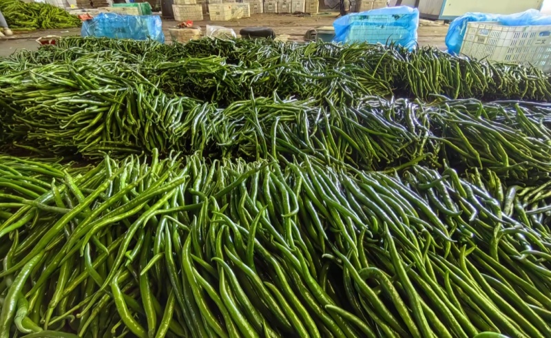 内黄县大棚蔬菜节后尖椒.圆椒.线椒.螺丝椒.等各种辣椒