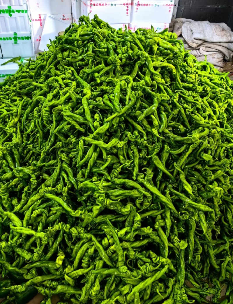 内黄县大棚蔬菜节后尖椒.圆椒.线椒.螺丝椒.等各种辣椒