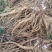 【四川药当归】药当归/鲜当归/高海拔种植/产地直供