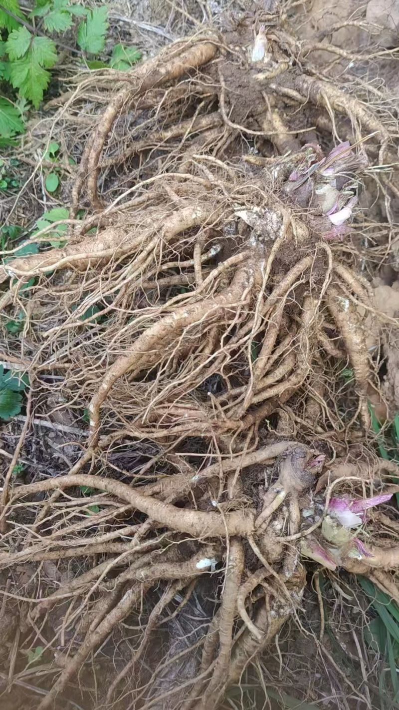 【四川药当归】药当归/鲜当归/高海拔种植/产地直供