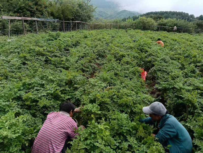 【四川药当归】药当归/鲜当归/高海拔种植/产地直供