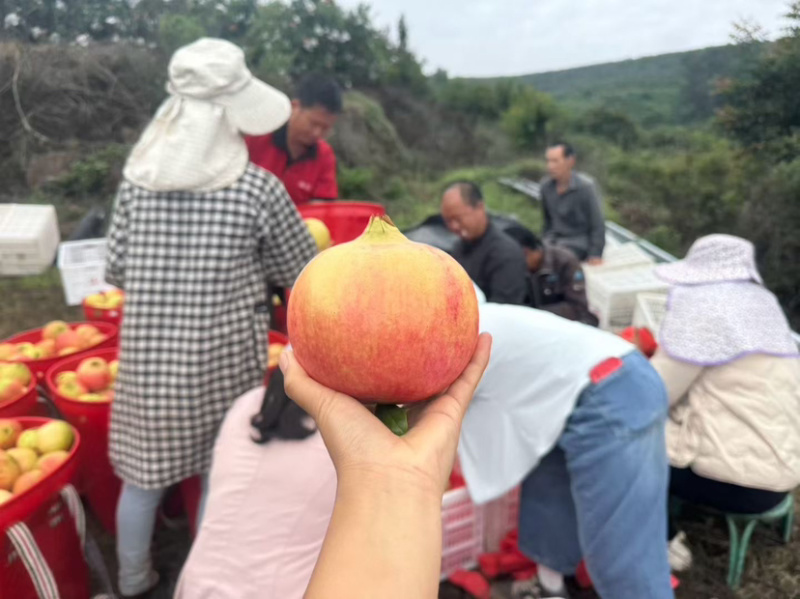 突尼斯软籽石榴