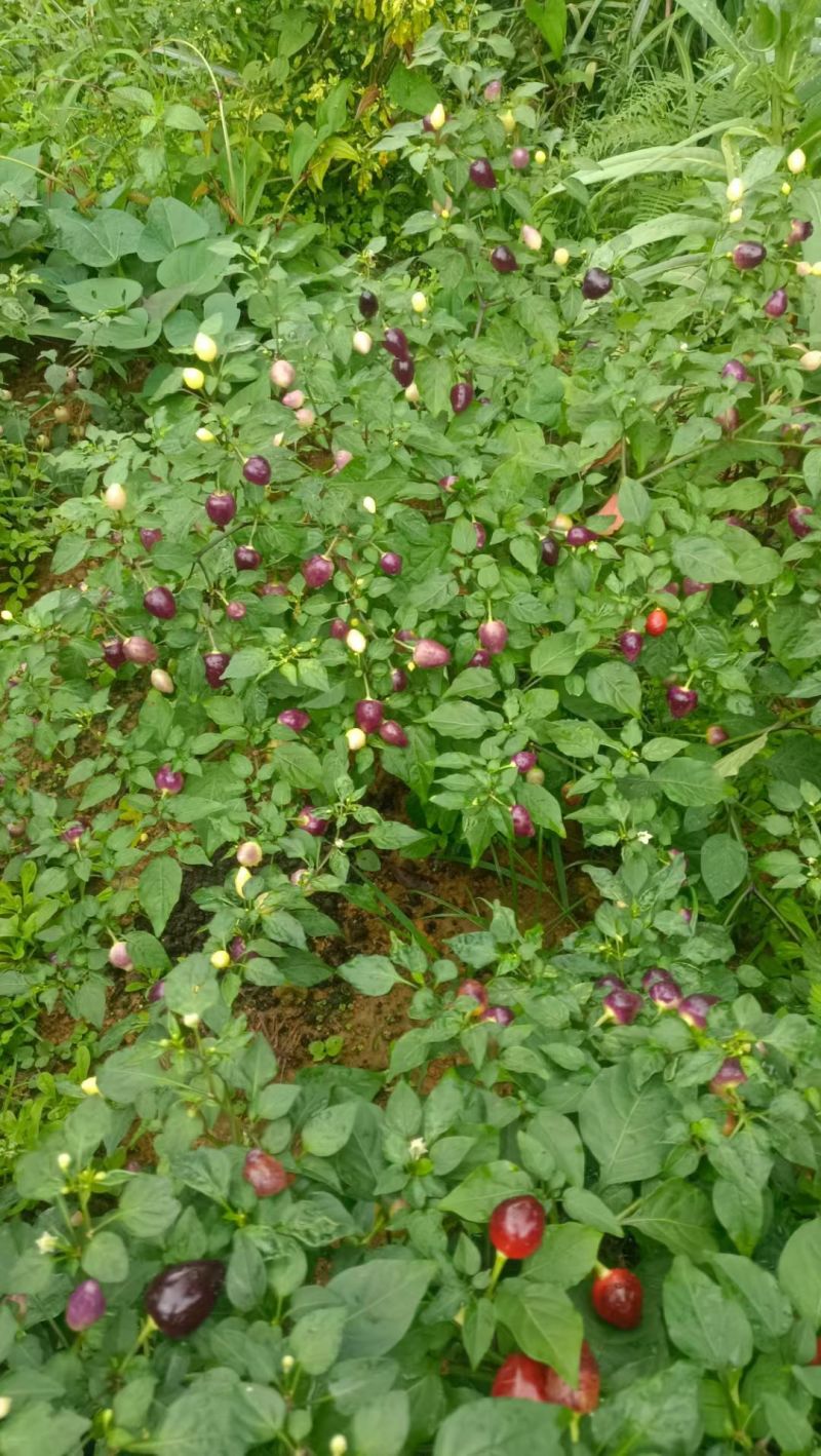 大瑶山七彩椒新鲜辣椒
