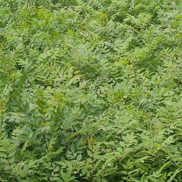 【推荐】黄柏苗/苗场直发/规格齐全/视频看货/欢迎咨询